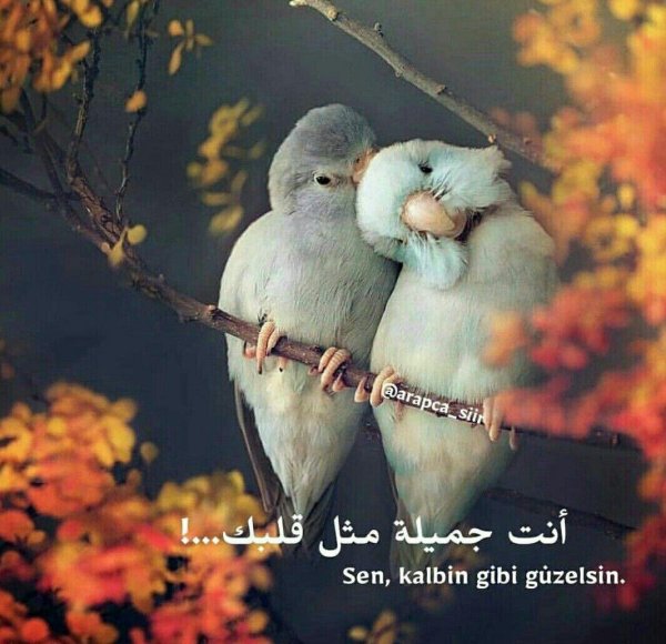 попугайчики любовь