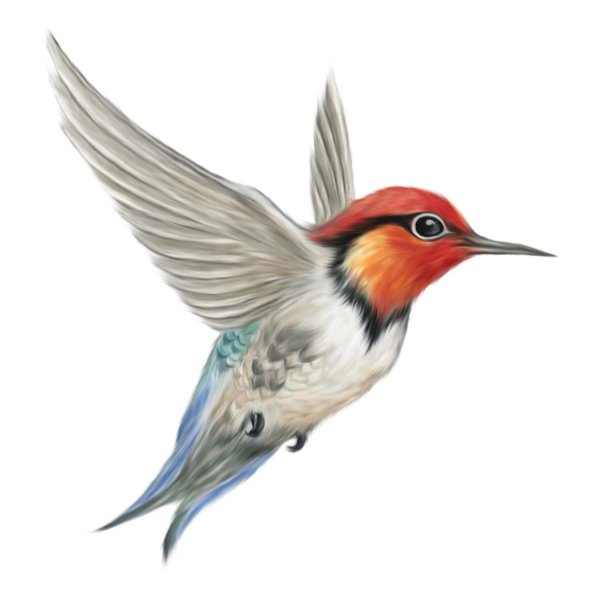 колибри рисунки