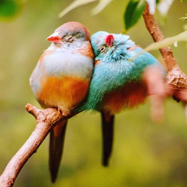 амадины неразлучники