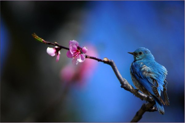 синие птички