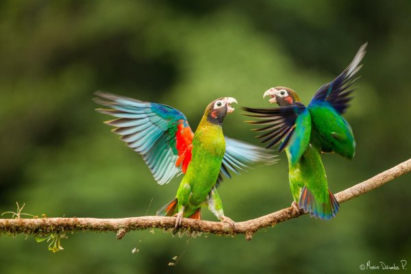 капюшонный певчий попугай