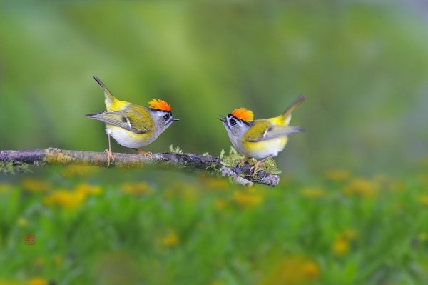 красноголовый королек