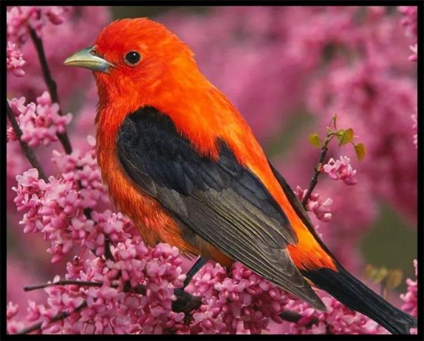 дроздовая танагра