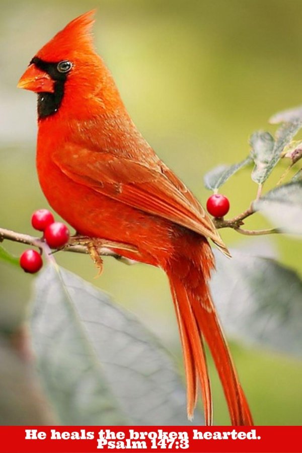 красный кардинал