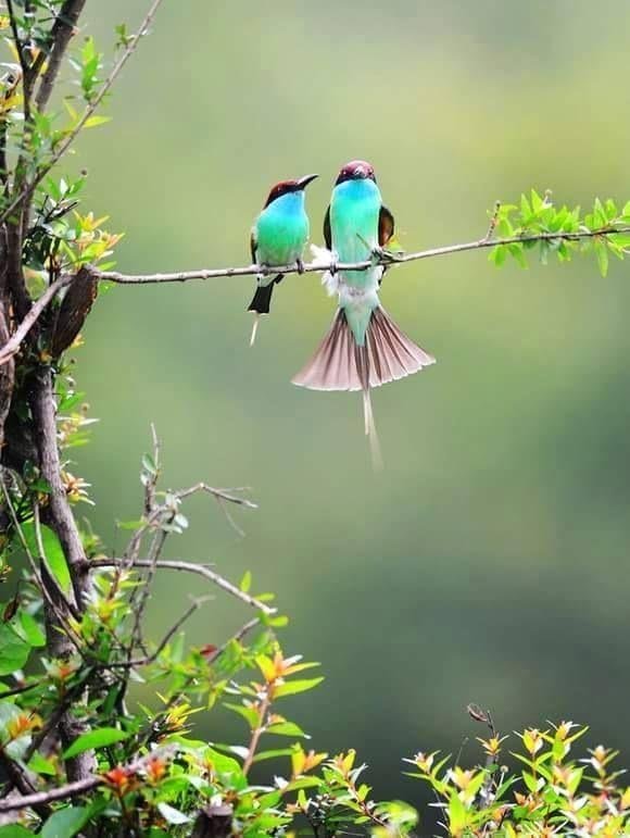 малайская щурка