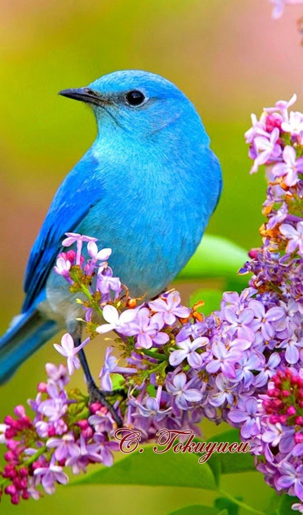 синие птички