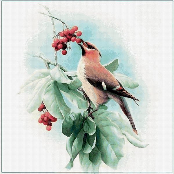 свиристель картина живопись акварель
