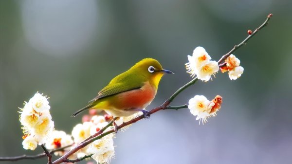 мадагаскарская белоглазка