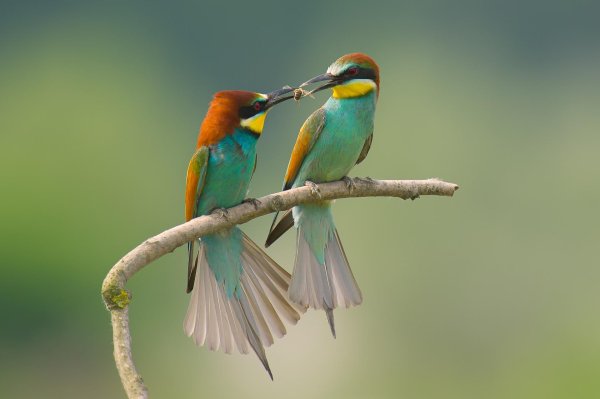 щурка пчелоед