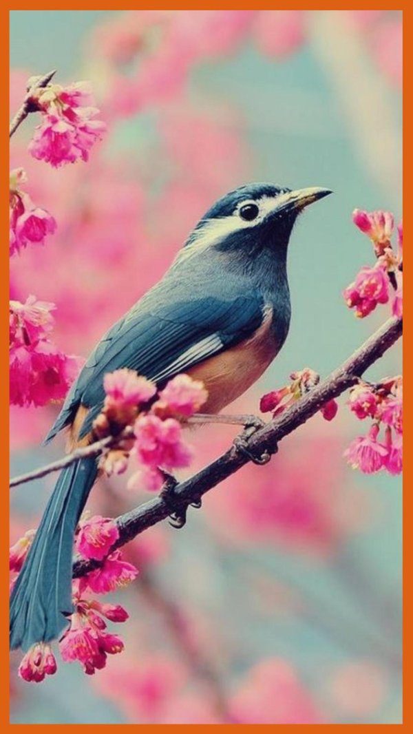 весенние птички