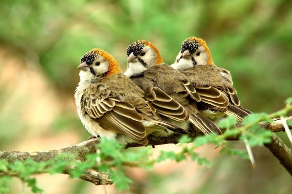 усатые ткачи