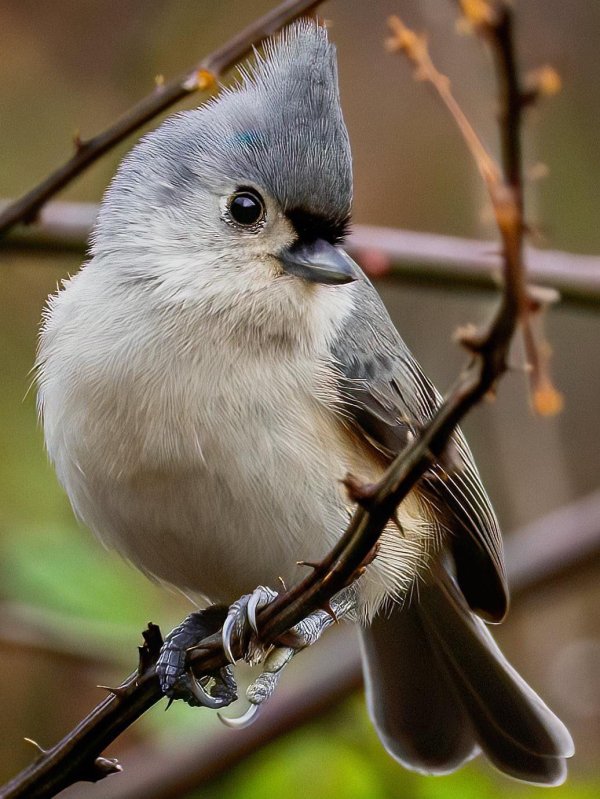 tufted titmouse