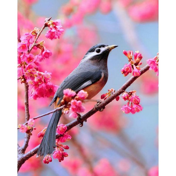 весенние птички