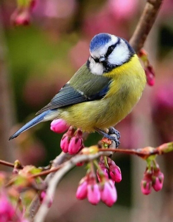 синичка лазоревка