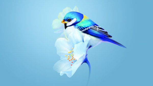 bird blue