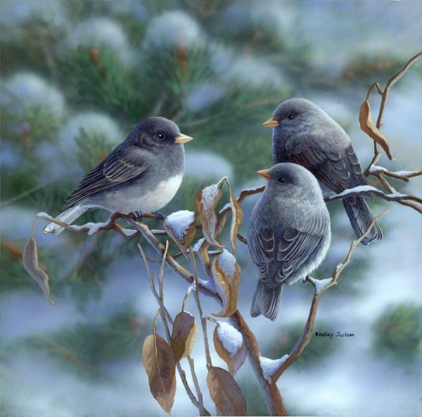 брэдли джексон художник