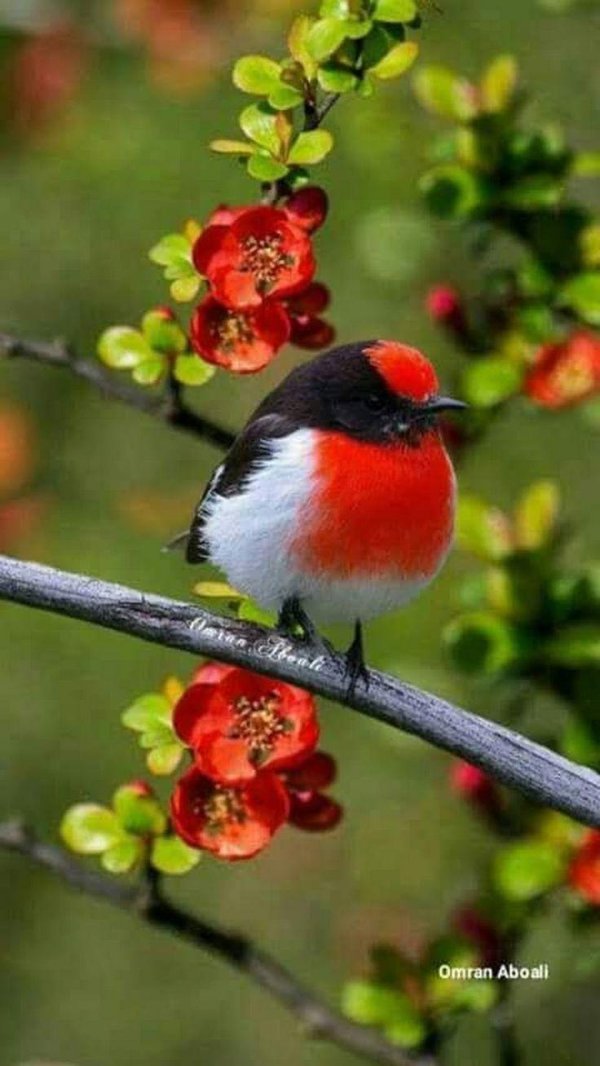 краснолобая петроика