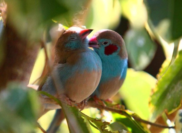 red cheeked cordon bleu