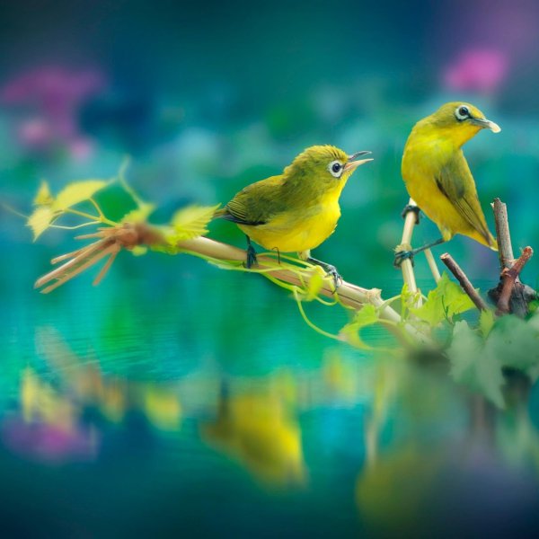 зелёная птичка