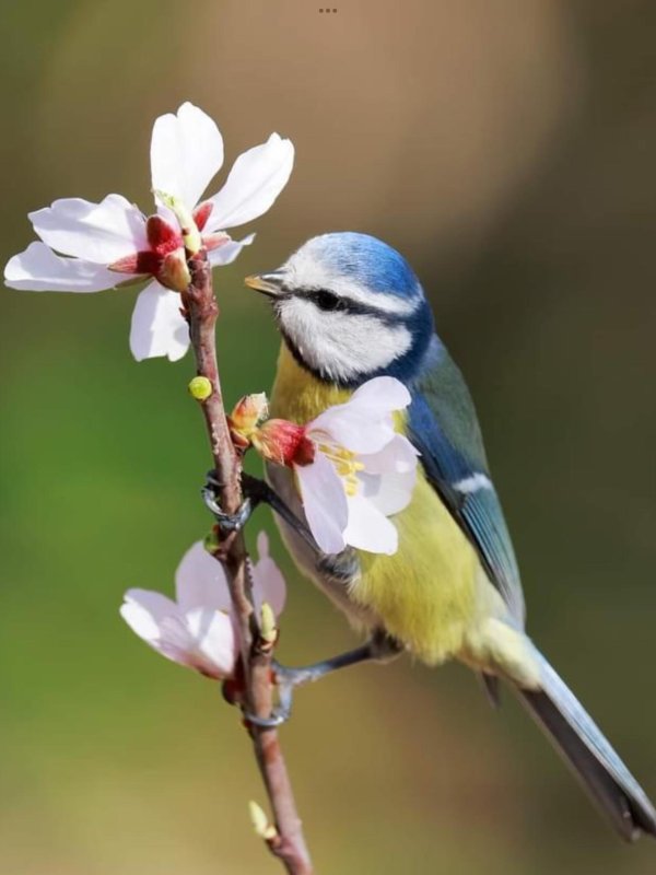 синица лазоревка весной