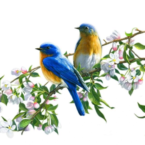 птички весенние