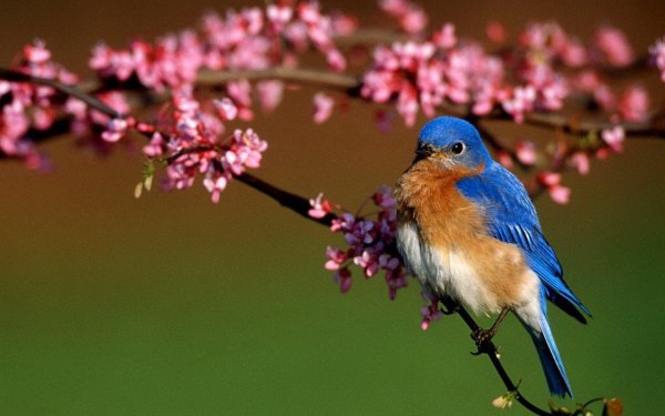 spring bluebird