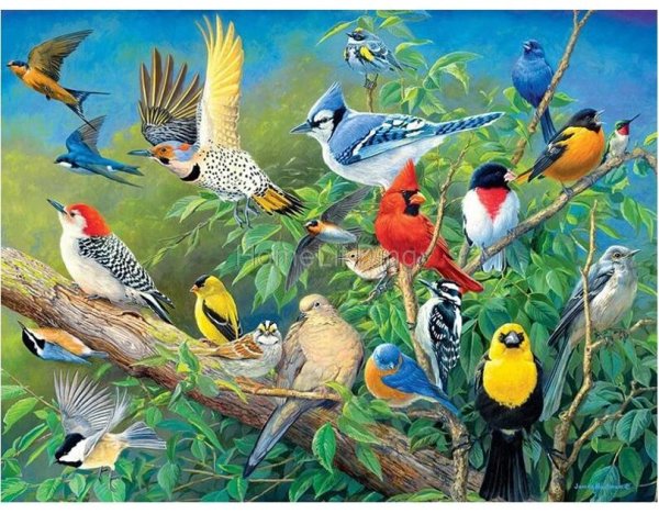 разнообразие птиц