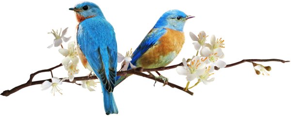 птички весна