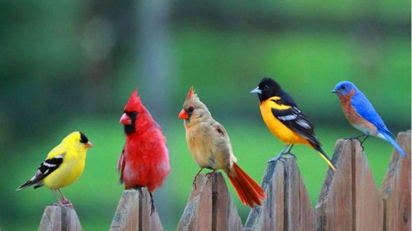 поющая птица