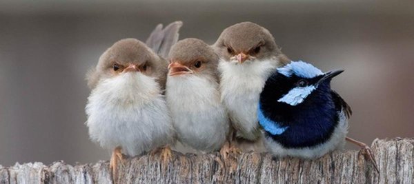 прекрасный расписной малюр