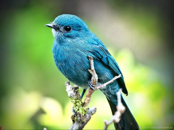 птичка синяя