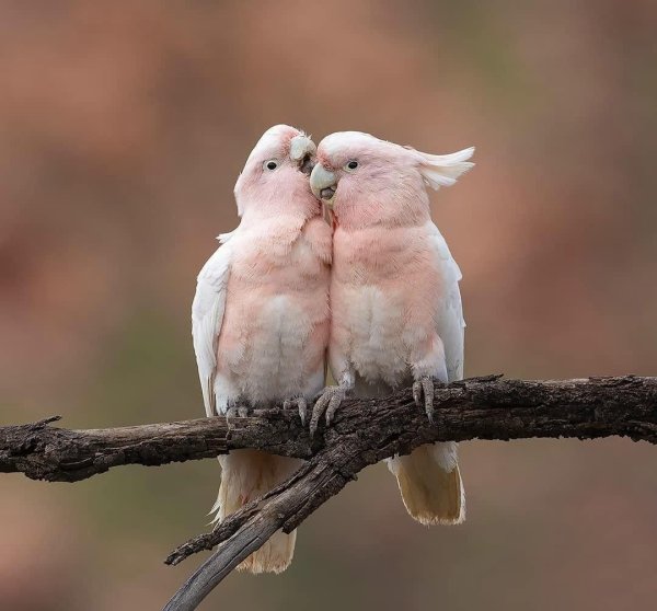 попугай какаду розовый