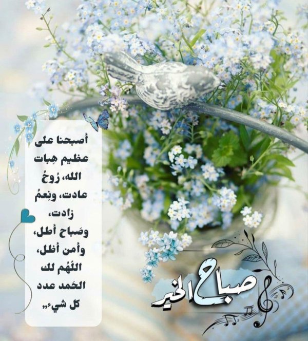 голубая гипсофила