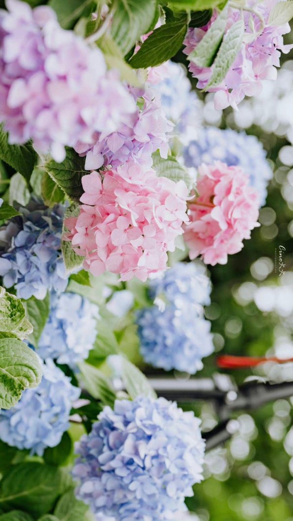 гортензии куст