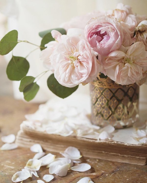 пионовидная роза