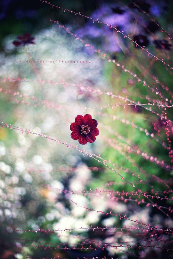 космея atrosanguineus