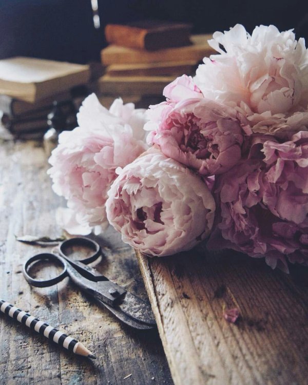 пион одилия