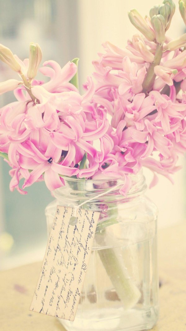 гиацинт розовый