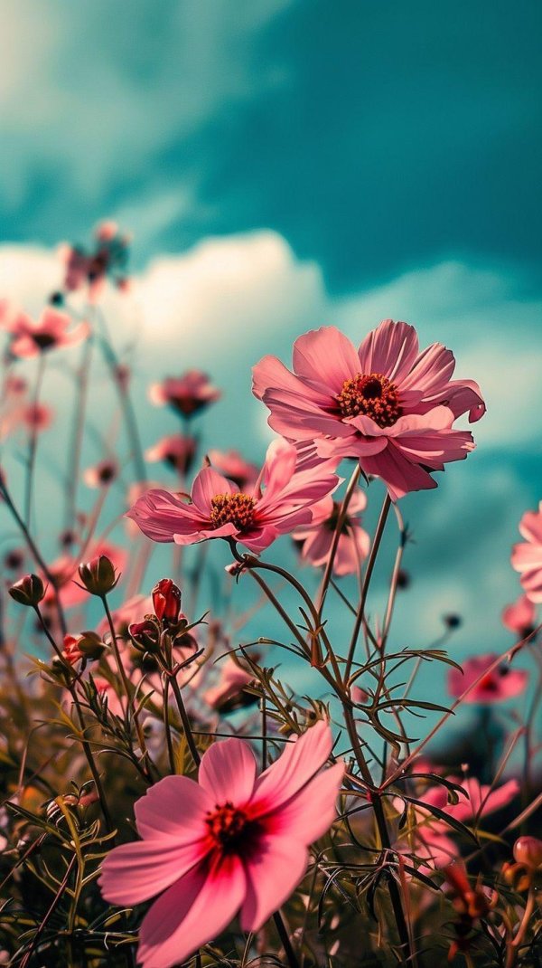 cosmos flower