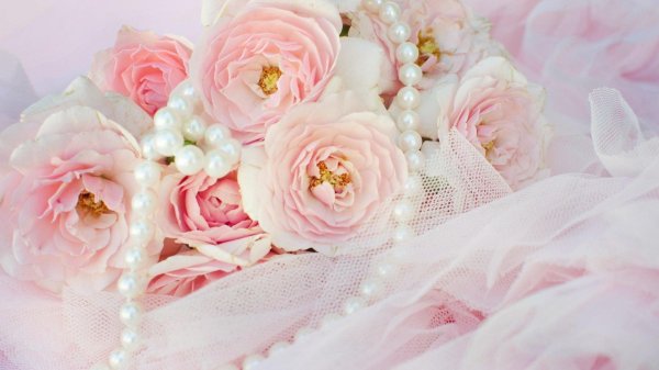 нежно розовая роза