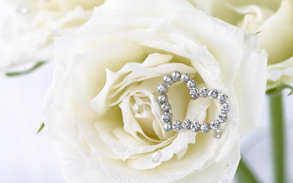 роза вайт роуз