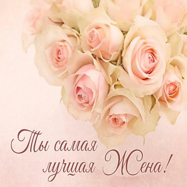 нежная роза