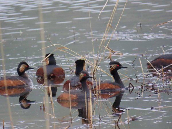 черношейная поганка