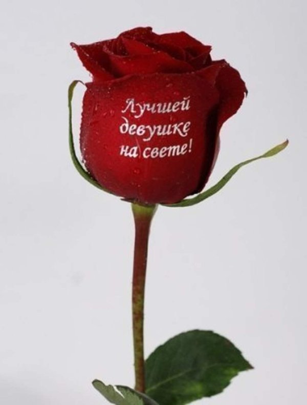 розы с надписью