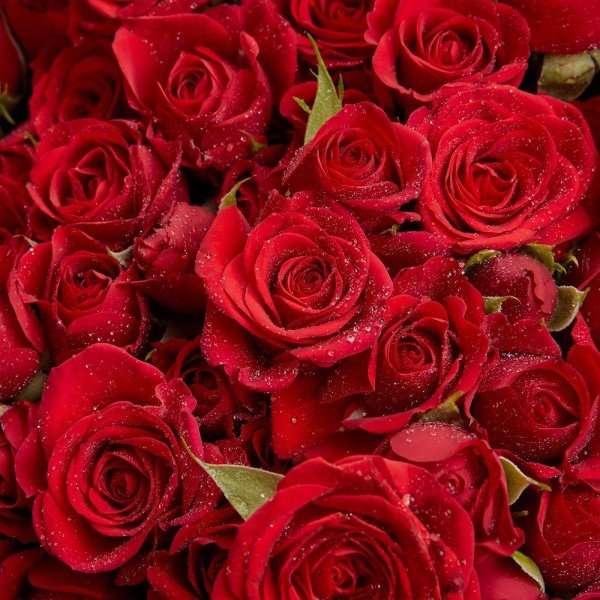 шикарные красные розы