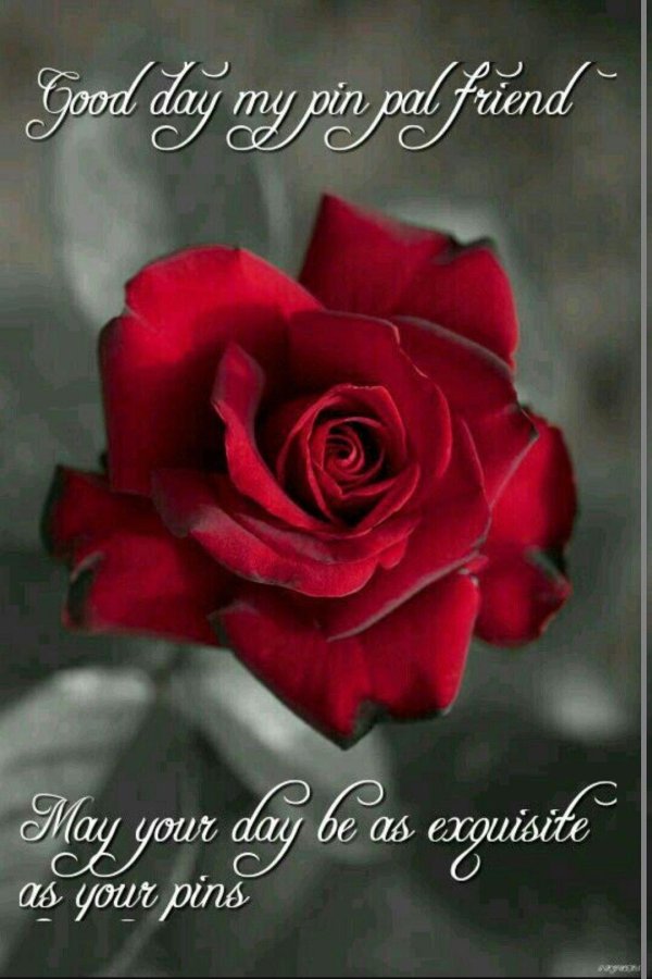 красивые цветы розы