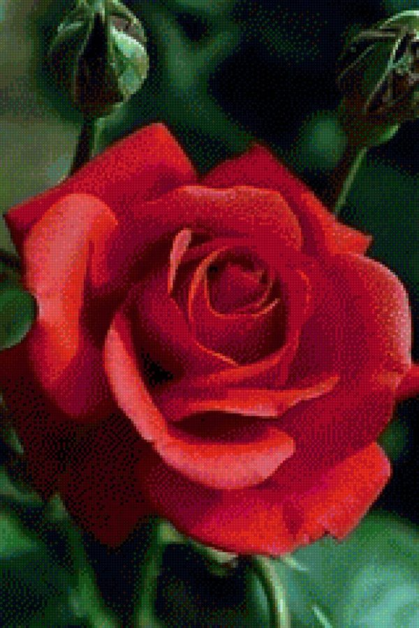 роза терракота terracotta