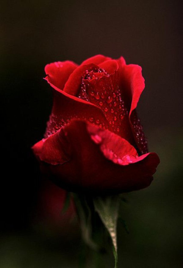 красивые цветочки