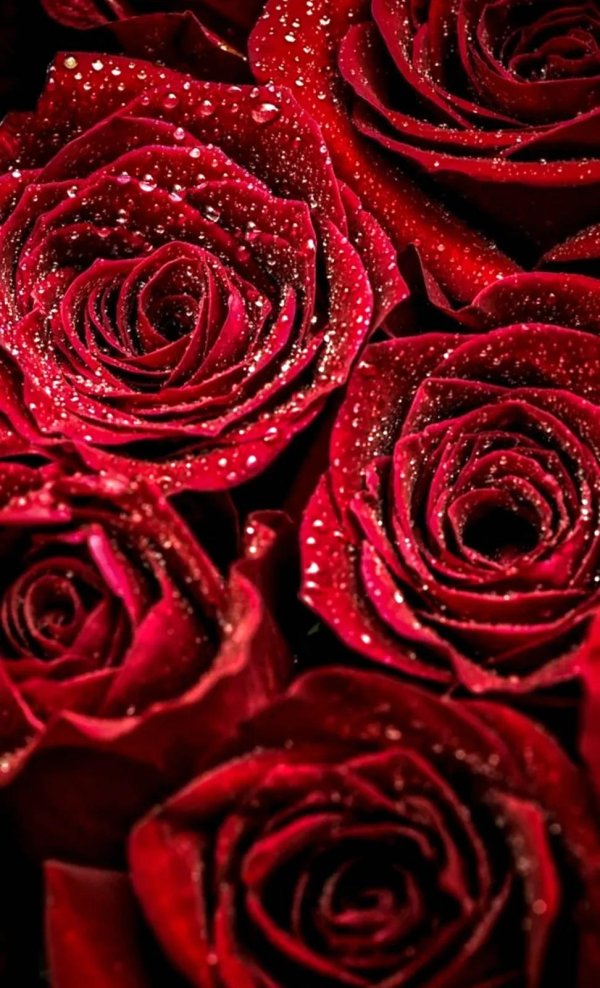 красные красивые розы