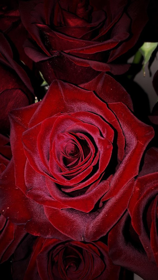 роза амбассадор бордовый